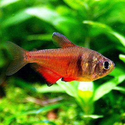 Flame Tetra